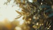 © Honey - Close up of an olive branch with green olives and leaves in the soft golden light of the sunset