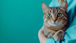 © Ashy studio - A cute cat held by doctor veterinarian in uniform on turquoise green background. perfect for clinic advertising banner