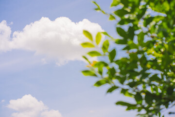 Wall Mural - nature and landscape concept with tree with cloud and sky background