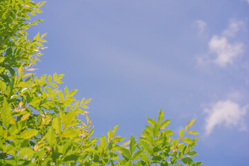 Wall Mural - nature and landscape concept with tree with cloud and sky background