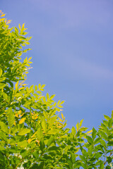 Wall Mural - nature and landscape concept with tree with cloud and sky background