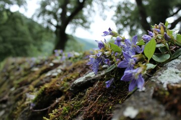 Fototapete - Wildflowers bloom on moss-covered rocks in a tranquil forest setting during the early morning hours