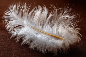 Poster - Soft white feather resting on a textured brown surface in natural light