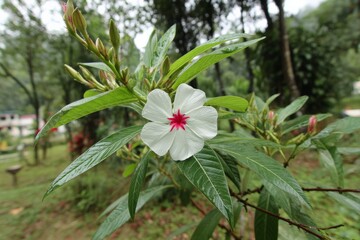 Poster - Beautiful white flower with red center blooming in a lush green garden during daylight