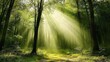 © wen - sunlight in the forest