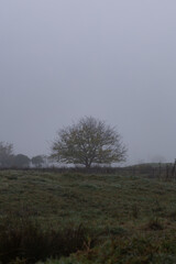 Wall Mural - A wide tree in misty morning.
