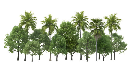 lush green trees and palms with dense foliage on transparent background