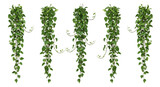 Green cascading hoya plant arrangement on transparent background for design and decoration