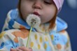 © Karolina - Baby girl is blowing dry sow thistle dandelion seeds blow ball in a back yard on grass in spring. Toddler girl observing sow thistle blow ball plants outside close up.