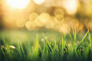 Wall Mural - Green grass in the light of the summer evening sun.