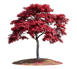 a red tree with no leaves is standing on a hill