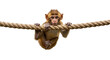 © Kuntil - Cute Young Monkey Hanging On A Rope Isolated On A Transparent Background Photo