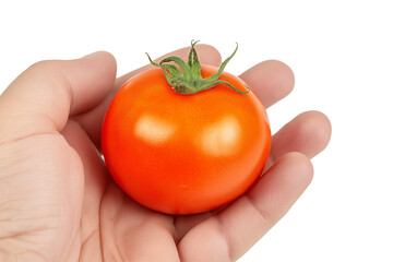 Wall Mural -  single red tomato in palm of hand isolated on white background