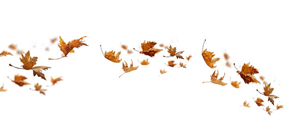 Wall Mural - leaf leaves isolated autumn winter season background falling fall platanus tree wid air w