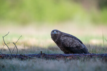 Wall Mural - Lesser spotted eagle behind a log