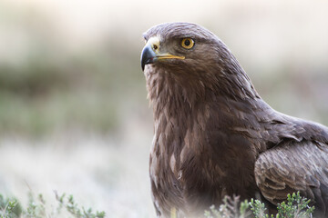 Wall Mural - Close-up of an eagle among plants