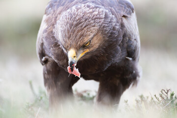 Wall Mural - A lesser spotted eagle with a piece of prey in its beak close up