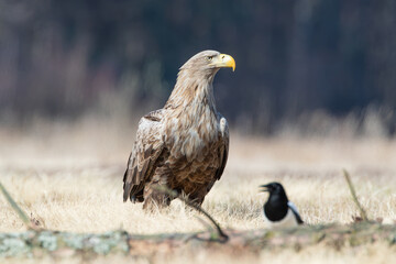 Wall Mural - White-tailed eagle and magpie on a meadow