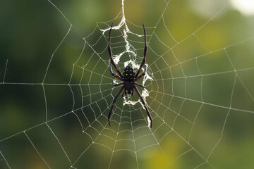 A spider sits centered in an intricately woven web against a blurred green background.