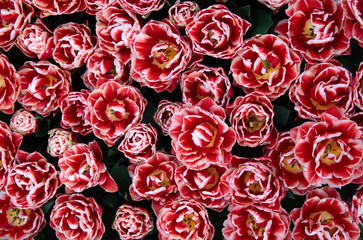 Wall Mural - tulips flowers blooming in the spring