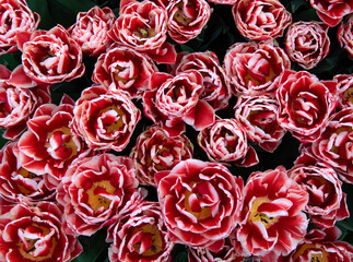 Wall Mural - tulips flowers blooming in the spring