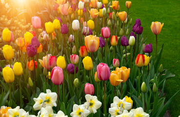 Wall Mural - tulips flowers blooming in the spring garden