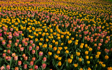 Wall Mural - tulips flowers blooming in the spring