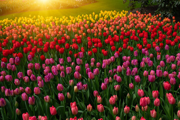 Wall Mural - tulips flowers blooming in the spring garden