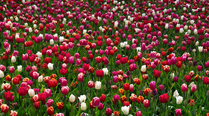 Wall Mural - tulips flowers blooming in the spring