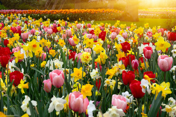 Wall Mural - tulips flowers blooming in the spring garden