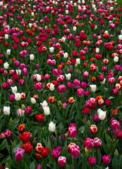 Wall Mural - tulips flowers blooming in the spring