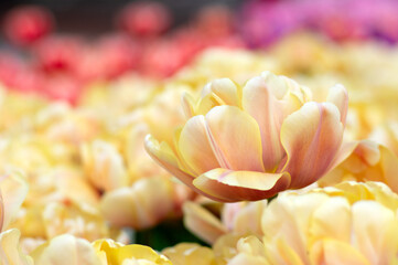Wall Mural - tulips flowers blooming in the spring
