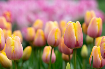 Wall Mural - tulips flowers blooming in the spring