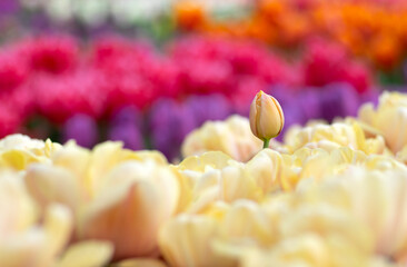 Wall Mural - tulips flowers blooming in the spring