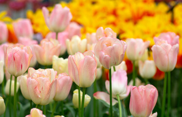 Wall Mural - tulips flowers blooming in the spring