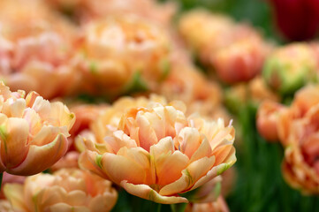 Wall Mural - tulips flowers blooming in the spring