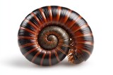 Close-up of a millipede curled into a spiral, showcasing its intricate segmented body and rich brown and black hues against a stark white background.