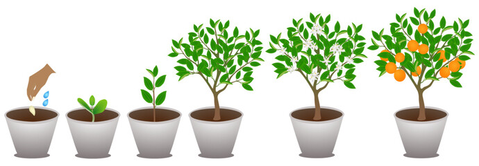 Wall Mural - Growth cycle of mandarin in a pot on a white background..eps