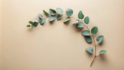 Poster - A single sprig of eucalyptus, with its delicate, silvery-green leaves, forms an elegant arc against a warm, pale backdrop.