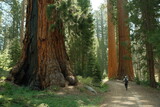 Hiker tourist walking through Ancient giant sequoia trees (Sequoiadendron giganteum) at Mariposa Grove in yosemite national park
