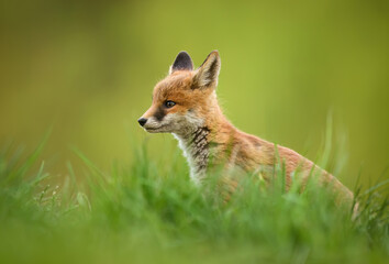 Wall Mural - Cute young red fox ( Vulpes vulpes )