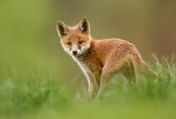 Wall Mural - Cute young red fox ( Vulpes vulpes )
