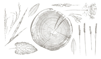 Trendy floral branch tree rings and grass for logo or decorations. Hand drawn line elegant leaves for invitation card. Botanical rustic trendy vector art.