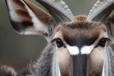 a close up of a antelope with large horns