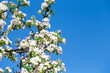 © Alwih - Close-up of apple blossoms in full bloom under a vivid blue sky, seasonal spring concept.