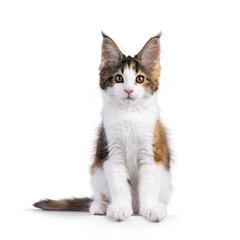 Poster - Adorable tortie Maine Coon cat kitten, sitting up facing front. Looking towards camera. Isolated on a white background.