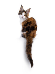 Poster - Adorable tortie Maine Coon cat kitten, sitting backwards on an edge. Looking over shoulder towards camera. Isolated on a white background.