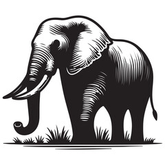  A elephant