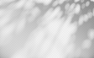 Wall Mural - abstract shadow overlay from tree branch on a transparent background.