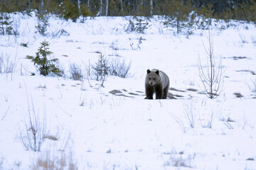 a male grizzly bear roaming around his territory in northern finland on a very cold and snowy aftern